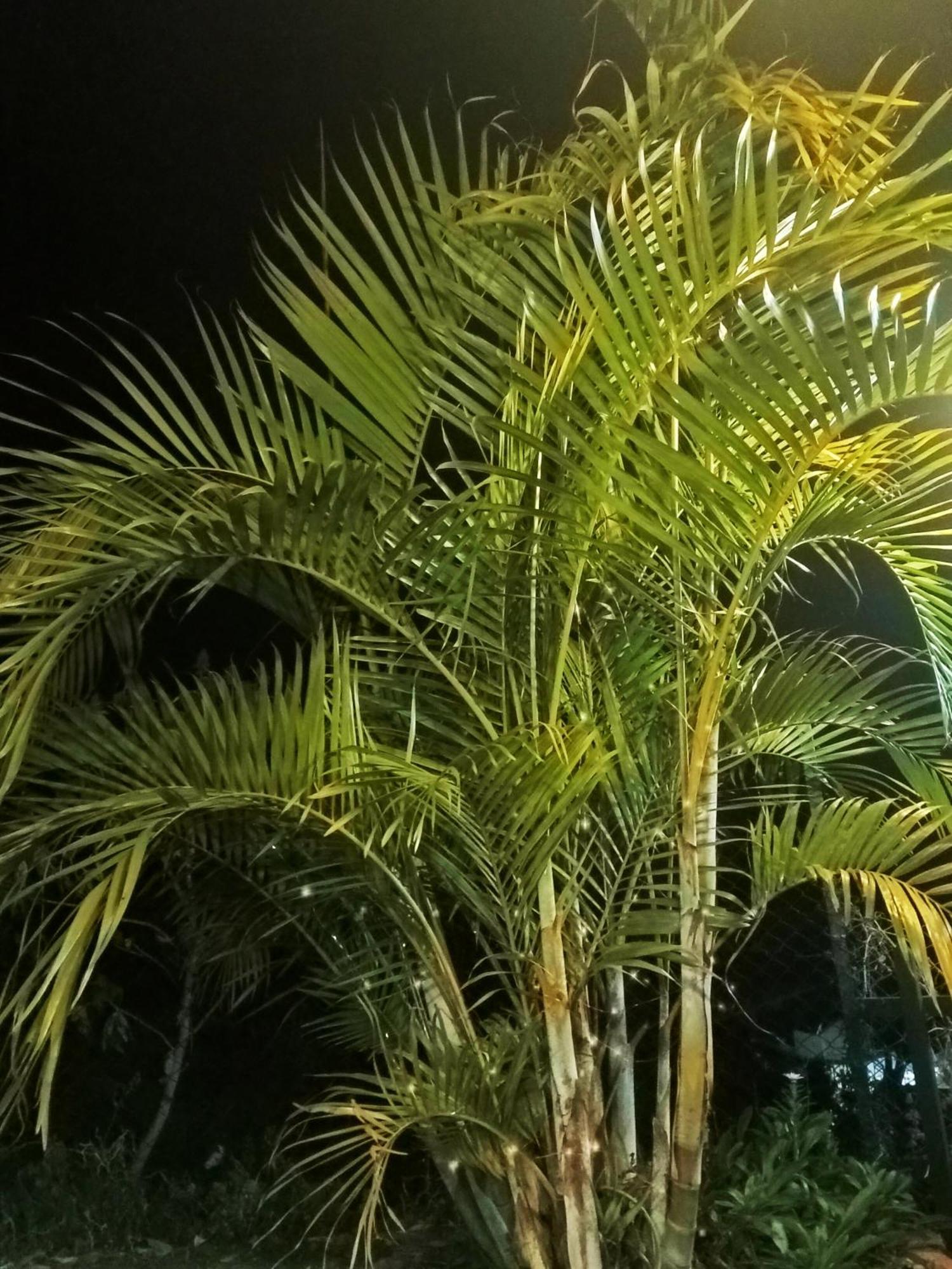 Kodai Vintage Stay Kodaikanal Εξωτερικό φωτογραφία